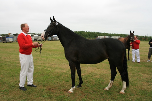 Ktl. 79 Halkjærs Donna 208333OL0808617 - 22 p. - tilh. Svend Erik Olesen, Ørnhøj